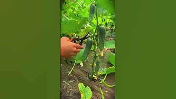 Smart technique for cutting cucumber using scissors #shorts
