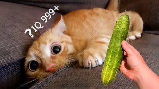 When you own a CAT with an IQ 200 😲 | Cat Videos