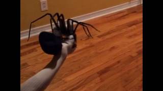 Spider Attack