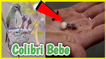 ¿Qué tamaño tienen las crías de colibrí cuando nacen?