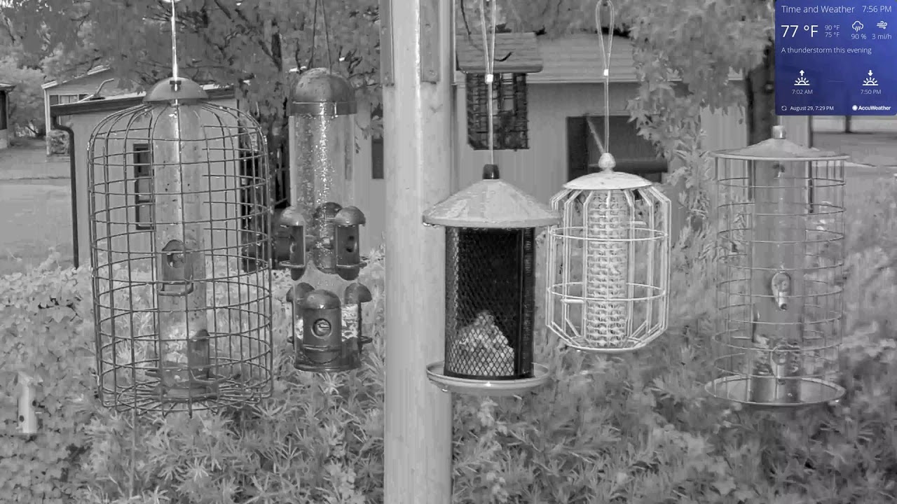 Live Bird Cam in Orlando Florida WD 08/29/2022 YouTube