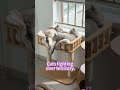 Cats fighting over territory.#catmoments #cat #catlife #catfighter #fatcat #catlover #lovecat