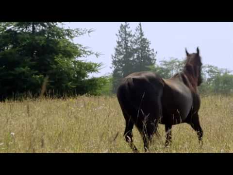 MIDNIGHT STALLION EXCERPT
