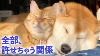 【最高の仲良し】柴犬と猫が、一緒に添い寝するようになるまで…♡