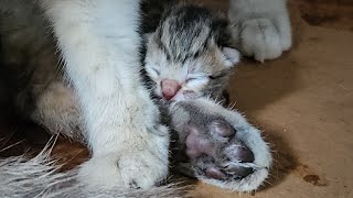 Cat Gives Birth To First Kitten (One-On-One Quality Time)