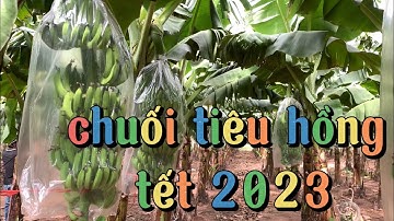 cách chăm sóc bảo vệ chuối tiêu hồng xanh mã đẹp, chuối tiêu hồng tết 2023 , giá chuối tết 2023