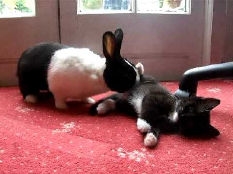 Buddy rabbit and kitten - Can I be your friend?