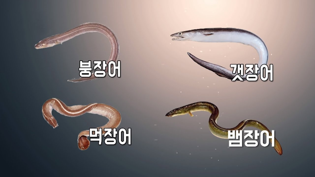 장어종류(붕장어갯장어/먹장어/뱀장어), 실뱀장어가 실금장어가 된 이유 [어영차바다야+황선도박사]