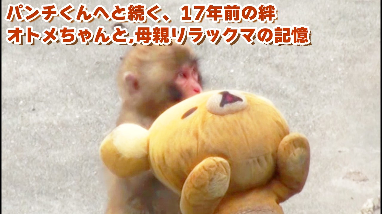 【市川市動植物園】17年前のパンチくん？リラックマを母として育った子ザル「オトメちゃん」の記憶