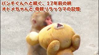 サルちゃん mqdefault.jpg