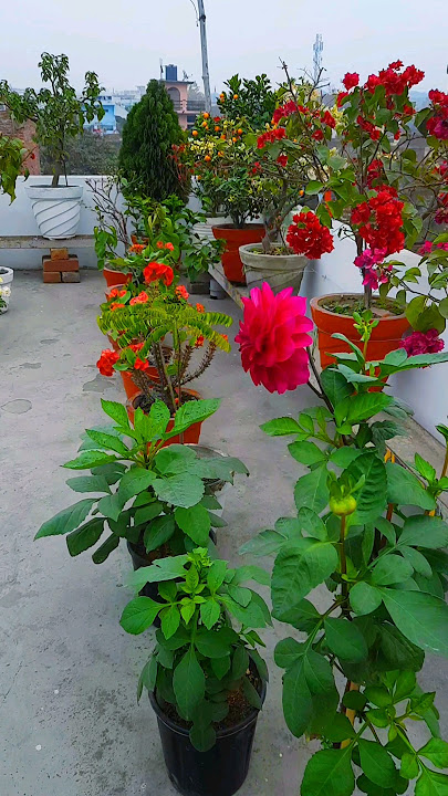 winter flowers | terrace garden | orange | #gardening #flowers