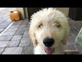 Goldendoodle