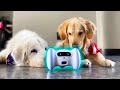 DOG FRIENDLY ROBOT! (Super Cooper Sunday #257)