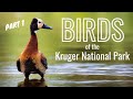 Birds of the Kruger National Park - PART I