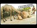 Camel Amazing Meeting 2020