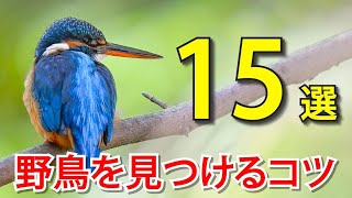 【超有料級】野鳥探しが最高に上達する15の方法！徹底解説！