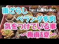 【多肉植物】雨ざらしベランダ環境で気をつけている事〜梅雨＆夏〜