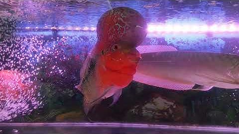 kỷ thuật nuôi chung cá la hán với cá rồng