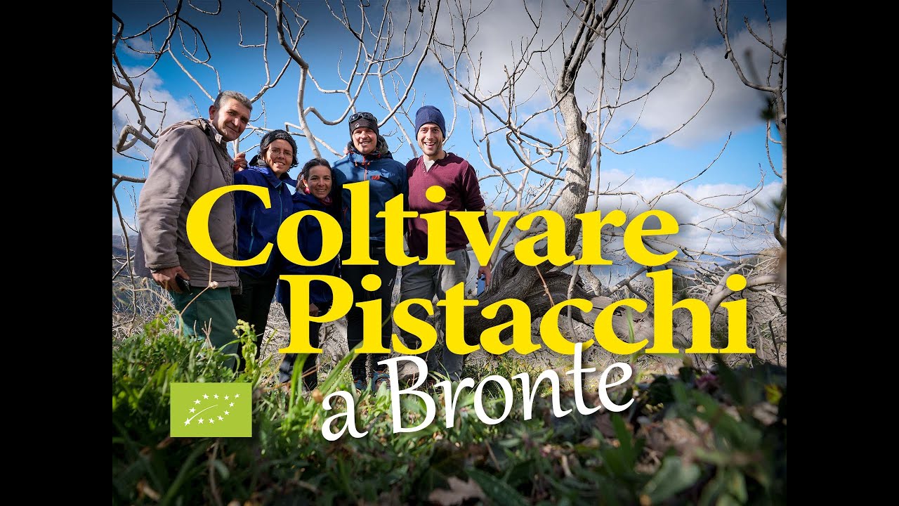 Come si coltivano i pistacchi di Bronte