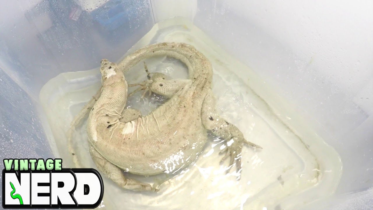 vlogs in spanish White Dragon!