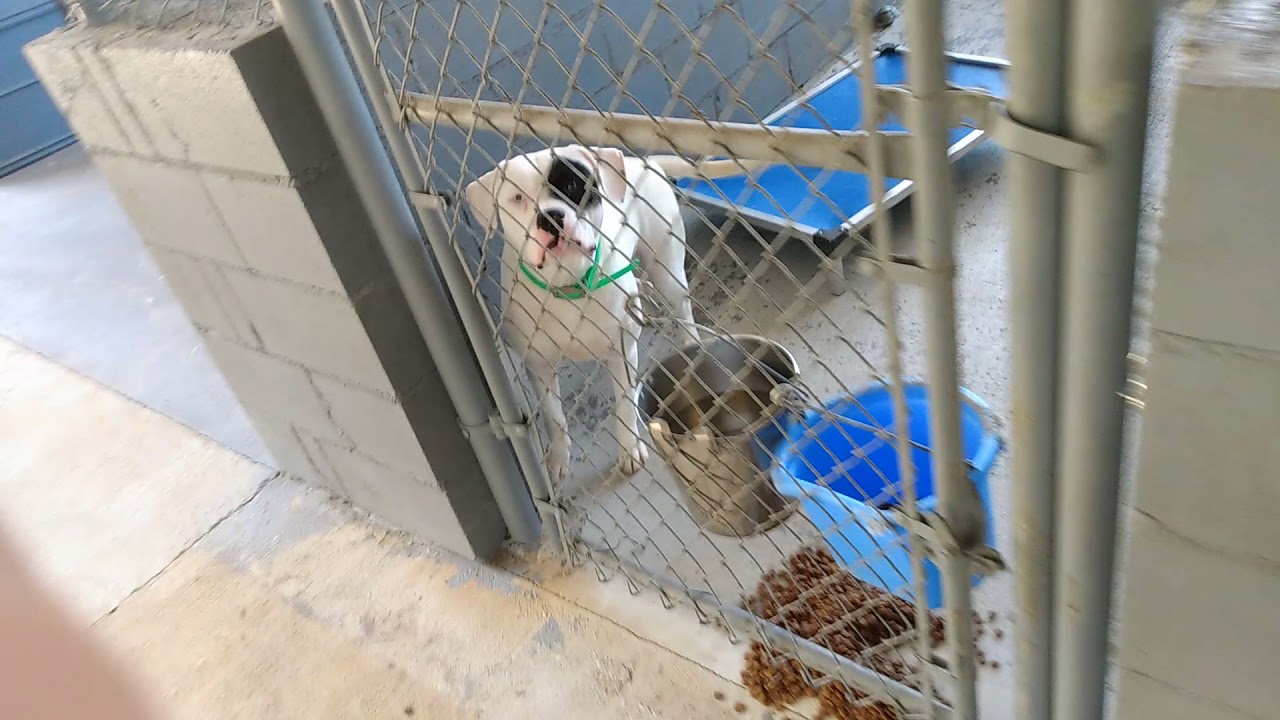 all inside dogs may 2021 - YouTube