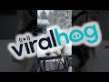 A Snow Loving Husky ViralHog