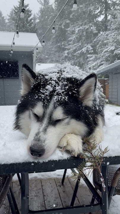 A Snow Loving Husky || ViralHog