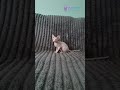 Meet Napoleon: White Canadian Sphynx Boy with Blue Eyes 💙🐾 #sphynxcat #canadiansphynx #hairlesscat