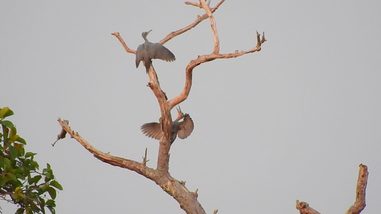 Great Slaty Woodpecker Displaying_3 