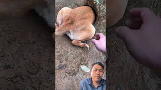 #funny #animals #pets #love #duet #viralvideo #wildlife