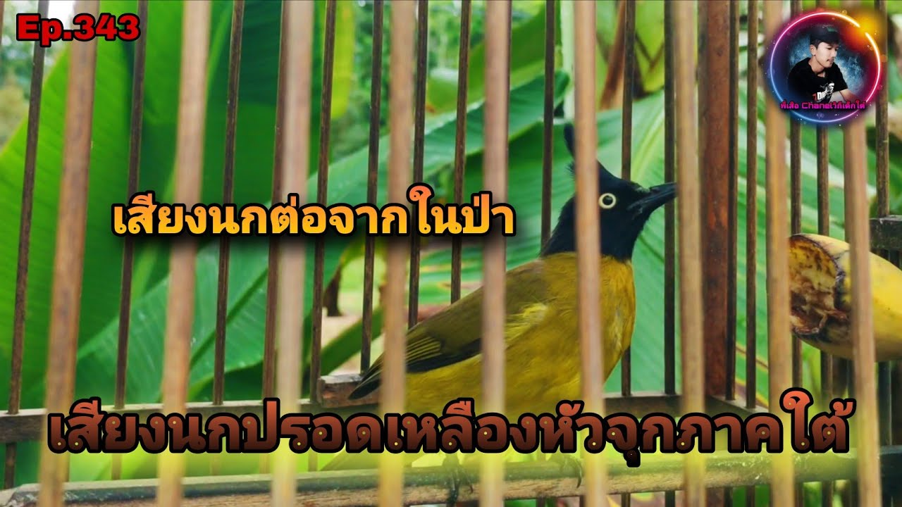 นกปรอดเหลืองหัวจุกภาคใต้ เสียงนกต่อจากในป่า ต่อเรียกนกป่าฟังเพลิน(Black crested Bulbul)