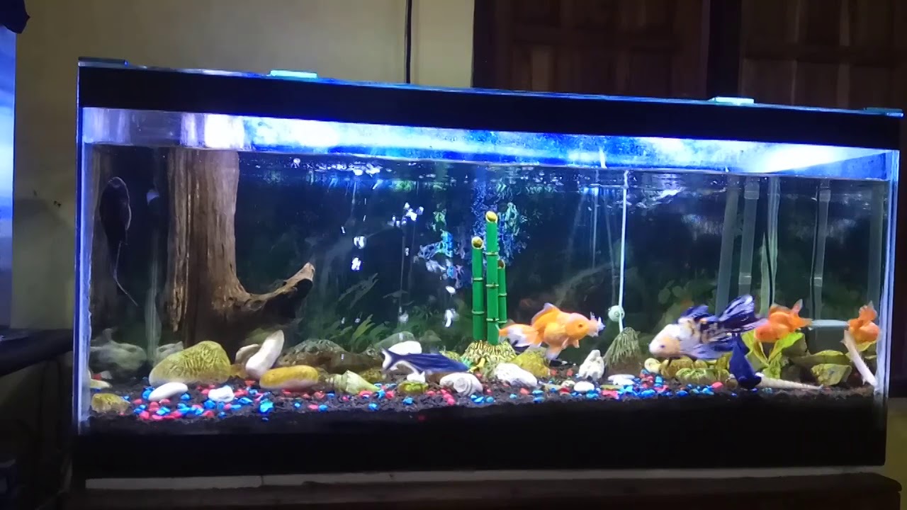  Aquarium  1 meter Bening YouTube