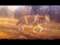 Coyote pictures on a Trail Cam
