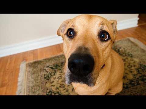 funny-dogs-begging-for-food-[funny-pets]
