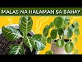 7 UNLUCKY Plants Na Hindi mo Dapat Ilagay sa Loob ng Iyong Bahay Ngayon 2021