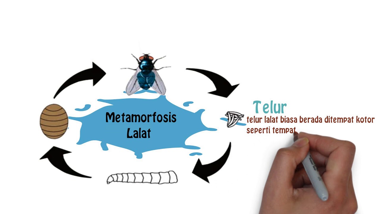  Gambar  Daur Hidup Hewan Metamorfosis  Sempurna Dan Tidak 