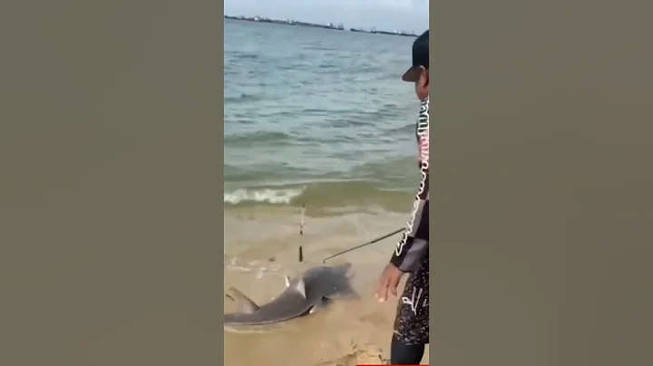 giant shovelnose ray caught #fishing #Shorts