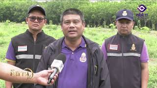 สกู๊ป ป.ป.ช.ยโสธร ตรวจสอบการบุกรุกพื้นที่ป่าชุมชนดงมะไฟ NBT UBON 260668