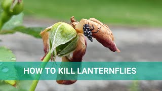 What Are Spotted Lanternflies? Effective Natural Treatment To Get Rid Of Them!