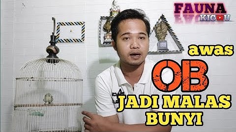 CIRI-CIRI BURUNG SIRTU OB (over birahi)DAN CARA PERAWATANYA