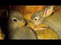 Flemish Giant Bunny Rabbits: Mom & Babies