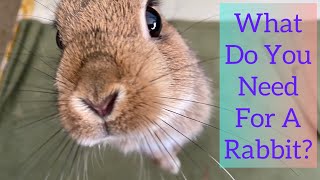 What Do You Need When You Get A Rabbit? Is A Cage Necessary?