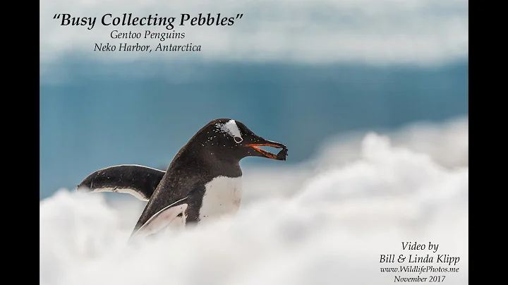 Gentoo Penguins Collecting Pebbles