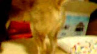 2006/5/7/ MOL055.3GP