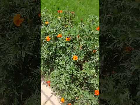 زهور القطيفة معلومات مهمة حدائق منزلية ورد زهور نباتات الزينة