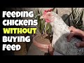 Best feed for egg laying hens | Feeding chickens without buying feed - Backyard Chickens Homestead