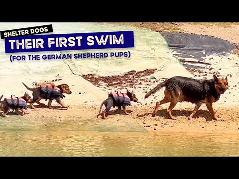 7 week old German Shepherd RESCUE PUPPIES swim with mum for the first time