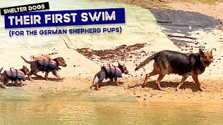 7 week old German Shepherd RESCUE PUPPIES swim with mum for the first time