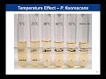 Lab 2-9: Effect of Temperature on Microbial Growth