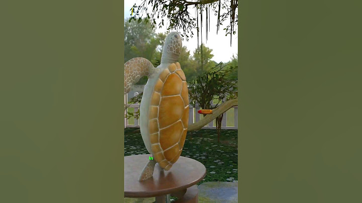 Are Turtle Shells Bulletproof?